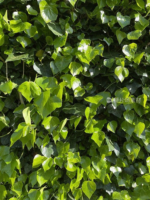 房屋外墙被爬满的常青藤(hedera helix)，攀爬植物附着在建筑上